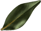 Background decoration leaf