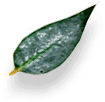 Background decoration leaf
