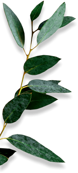Background decoration leaves